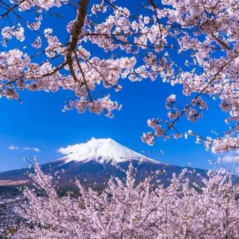Sakura (Cherry Blossom Song)