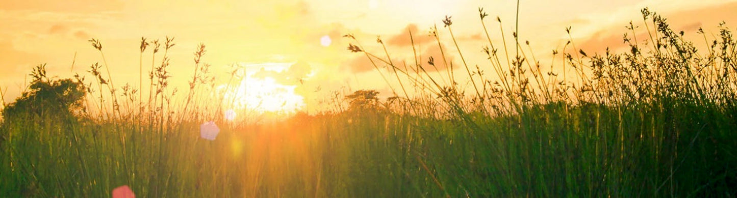The meadow, at dawn